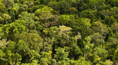 Celebrando o Dia da Amazônia: Nosso Compromisso com a Preservação do Bioma