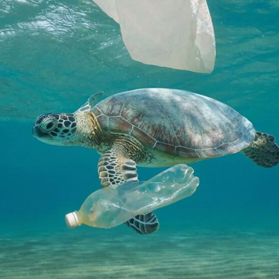 Julho Sem Plástico: Dicas para Consumo Consciente e o Compromisso Denovo com o Meio Ambiente