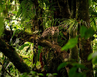 Por que o Dia da Amazônia importa mais do que nunca